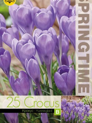 Crocus Hummingbird - RB