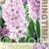 Hyacinthus Splendid Cornelia - RB