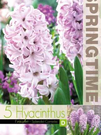 Hyacinthus Splendid Cornelia - RB