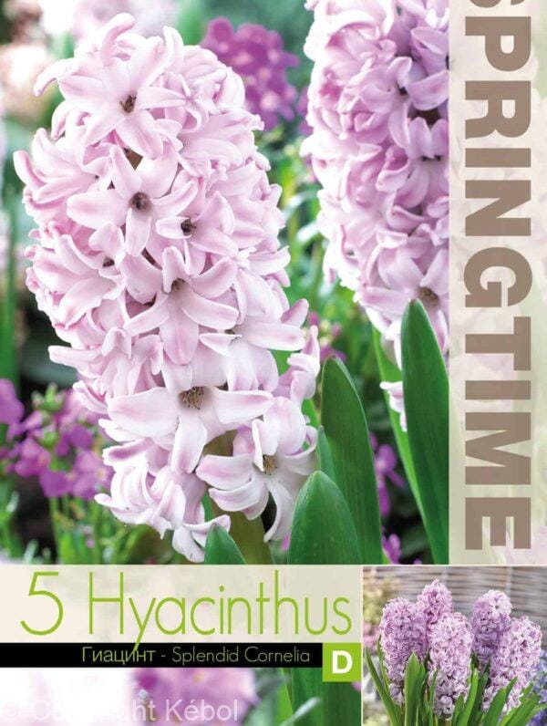 Hyacinthus Splendid Cornelia - RB