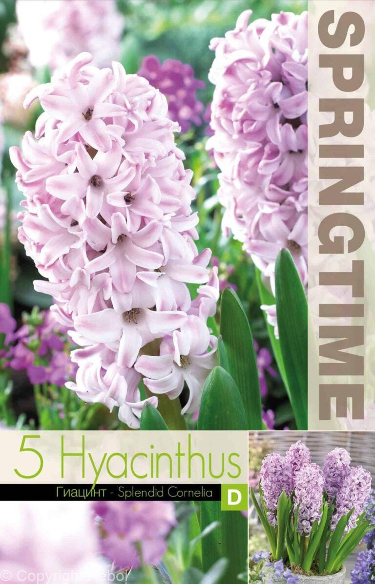 Hyacinthus Splendid Cornelia - RB