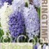 Hyacinthus Blue/White Mixed - RB