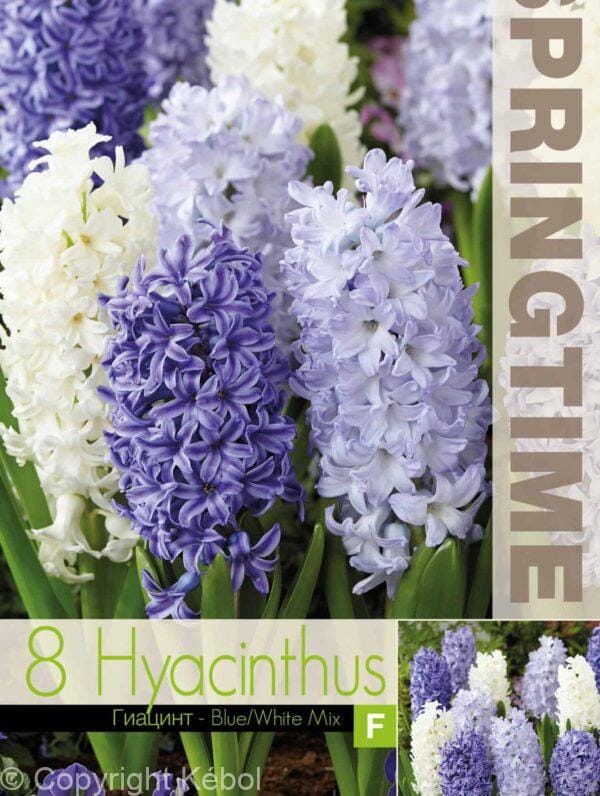 Hyacinthus Blue/White Mixed - RB