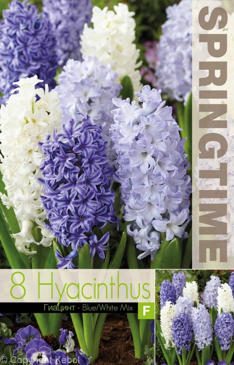Hyacinthus Blue/White Mixed - RB