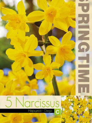 Narcissus Diego - RB