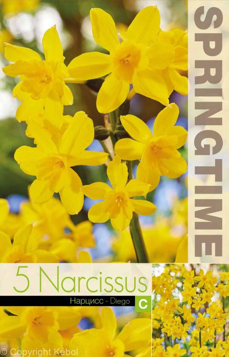Narcissus Diego - RB