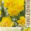 Narcissus Golden Delicious - RB
