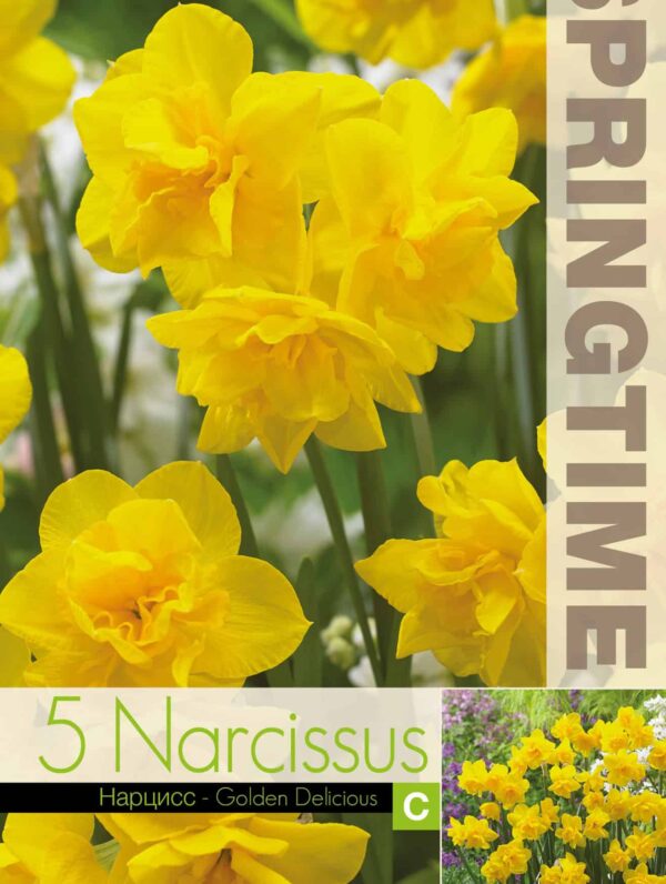 Narcissus Golden Delicious - RB