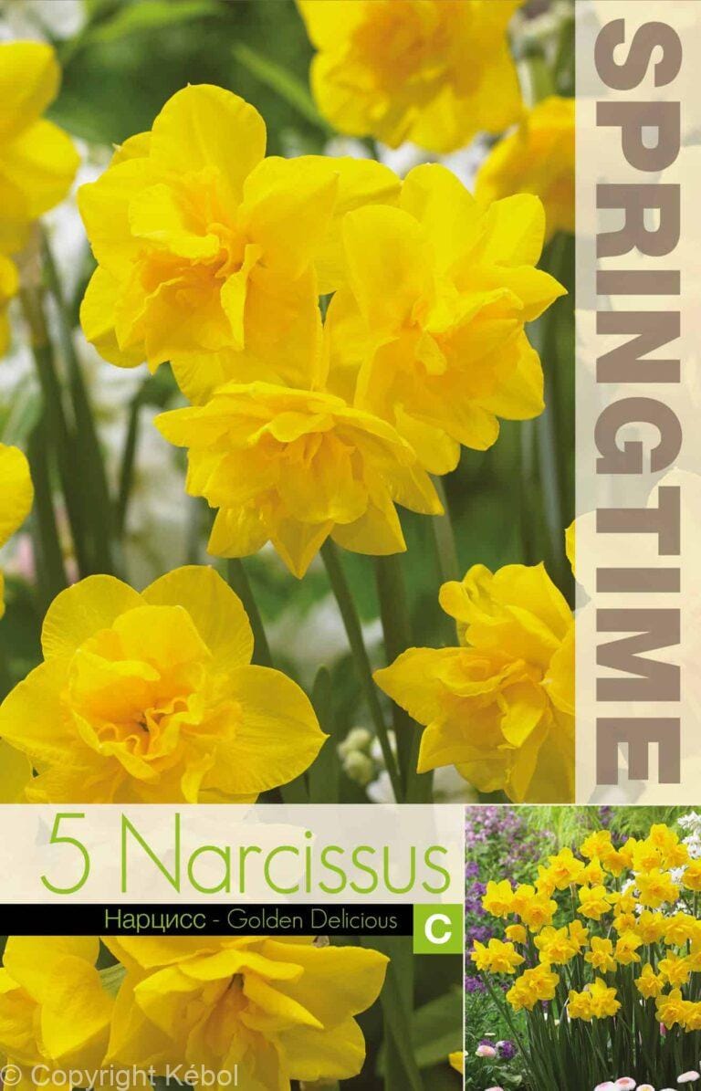 Narcissus Golden Delicious - RB