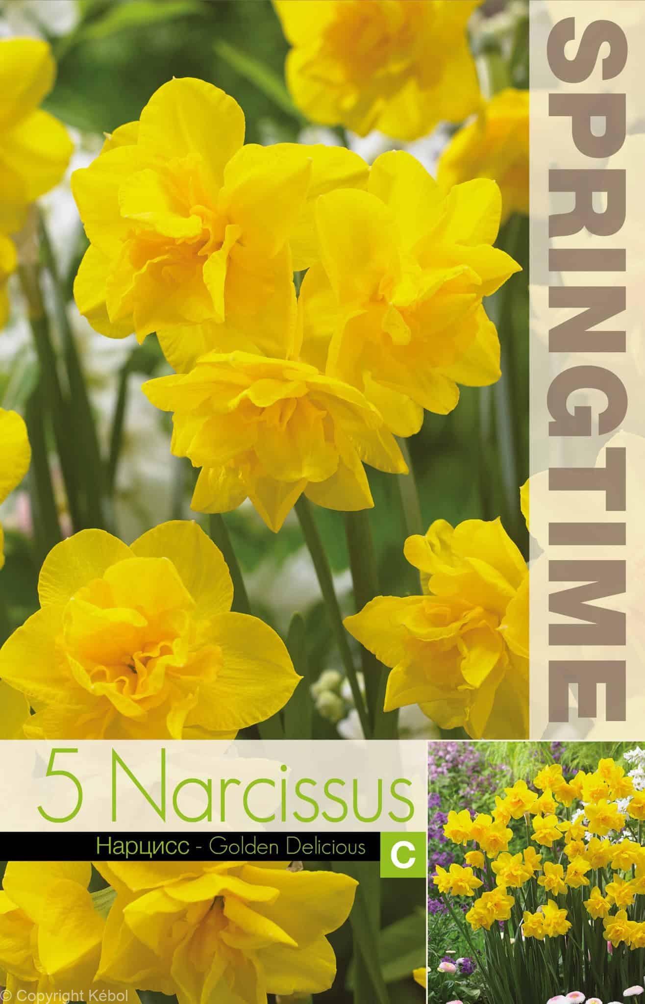 Narcissus Golden Delicious - RB