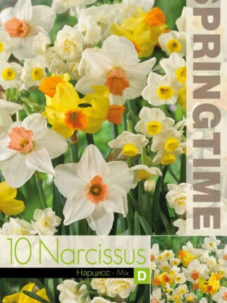 Narcissus Eyecatchers Mixed - RB