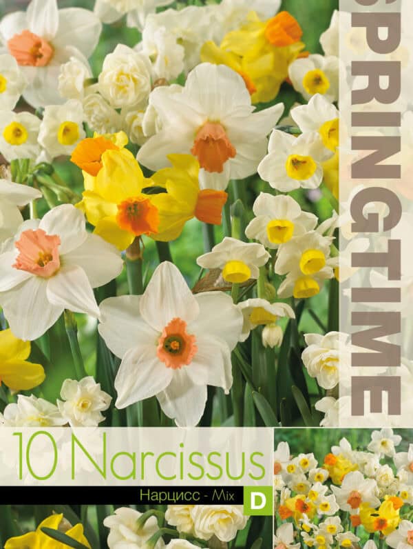 Narcissus Eyecatchers Mixed - RB