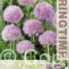 Allium Rosy Dream - RB