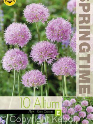 Allium Rosy Dream - RB