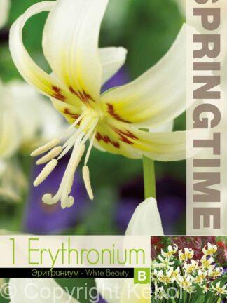 Erythronium White Beauty - RB