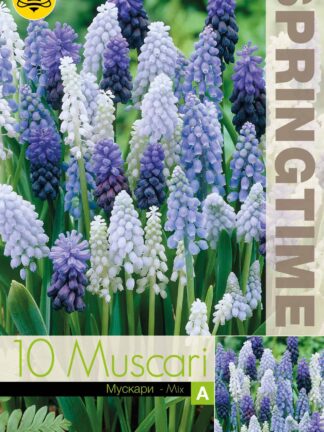 Muscari Mixed - RB