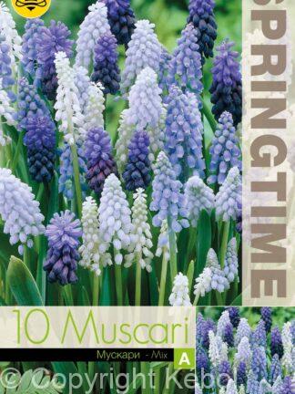 Muscari Mixed - RB