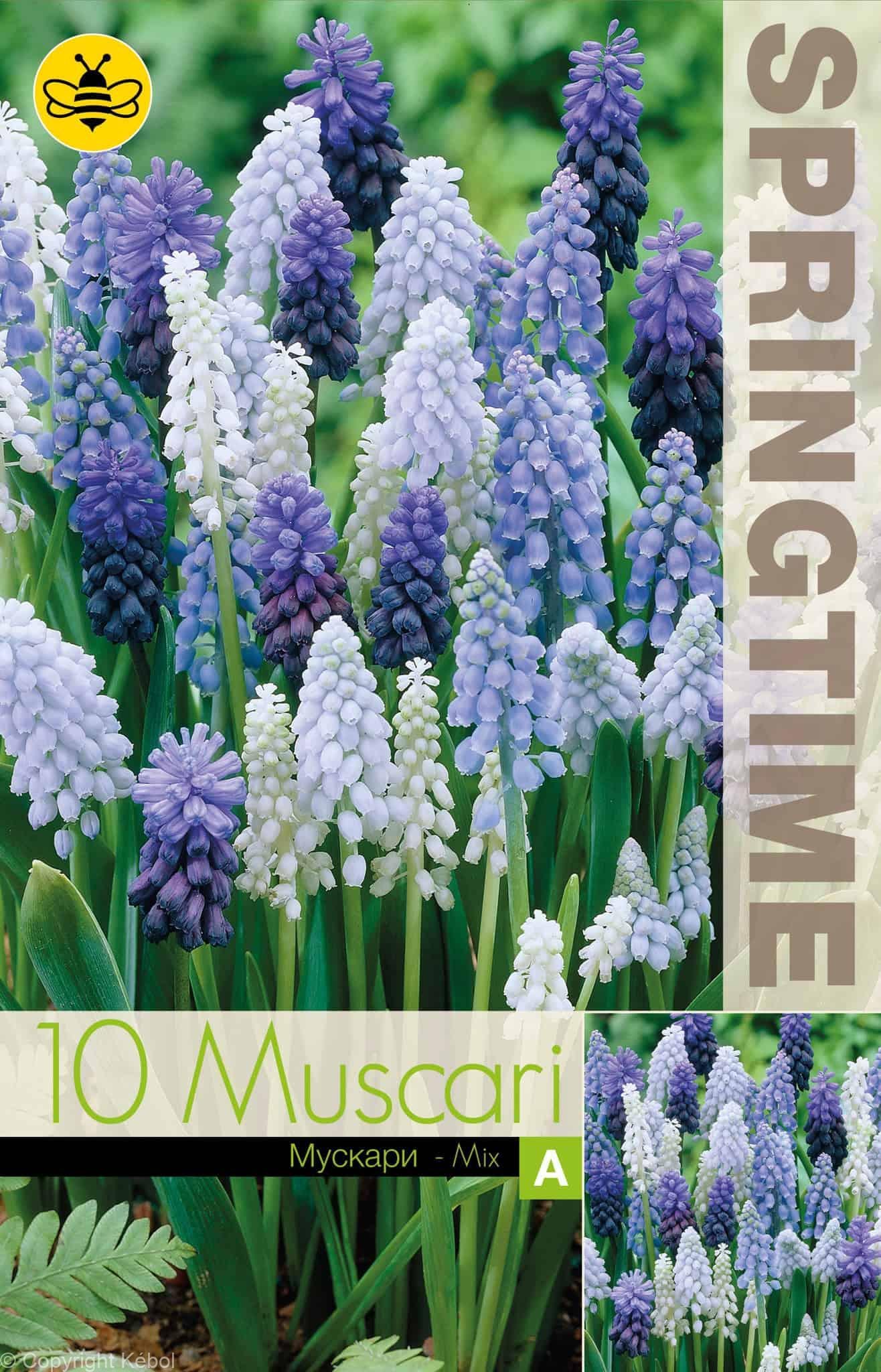 Muscari Mixed - RB