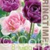 Tulipa Angelique/Blue Diamond - RB
