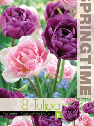 Tulipa Angelique/Blue Diamond - RB