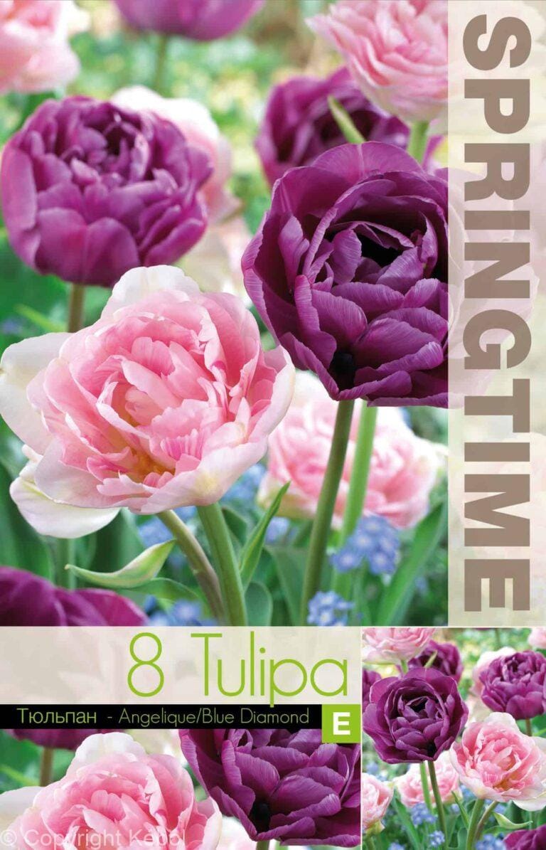 Tulipa Angelique/Blue Diamond - RB