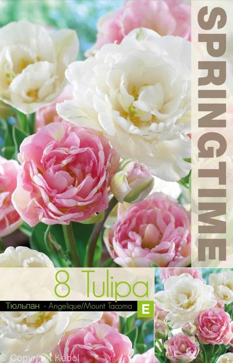 Tulipa Angelique/Mount Tacoma - RB