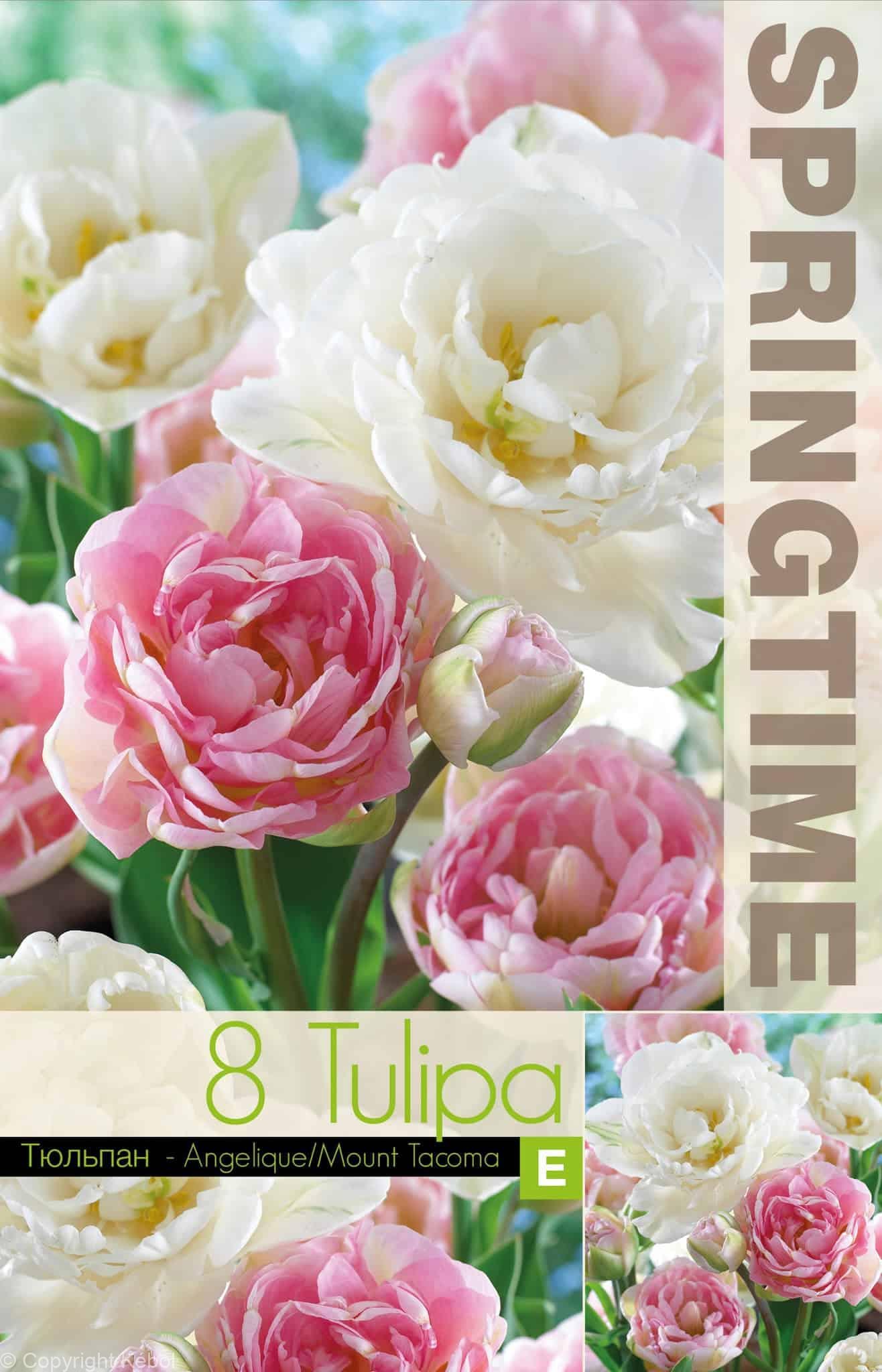 Tulipa Angelique/Mount Tacoma - RB