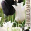 Tulipa Black/White Mixed - RB
