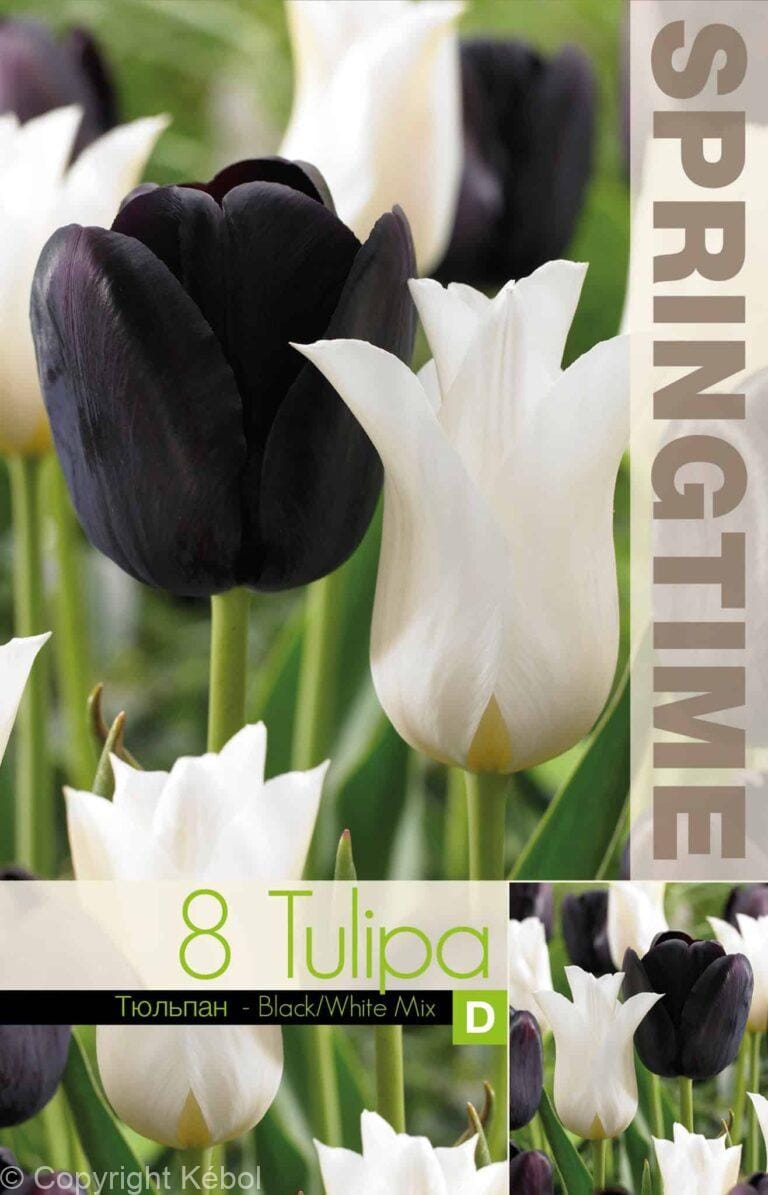 Tulipa Black/White Mixed - RB
