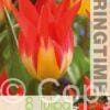 Tulipa Flames Mystery - RB