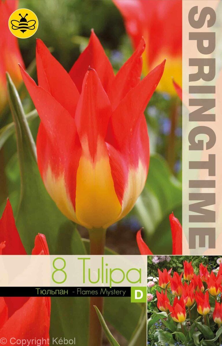 Tulipa Flames Mystery - RB