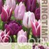 Tulipa Medley in Purple - RB