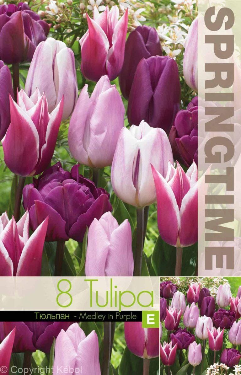 Tulipa Medley in Purple - RB