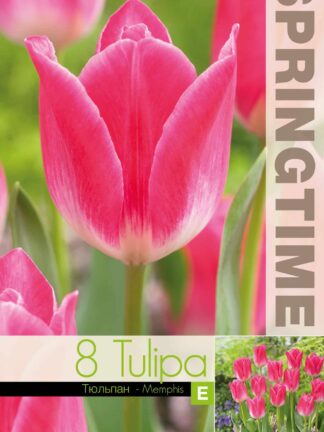 Tulipa Memphis - RB