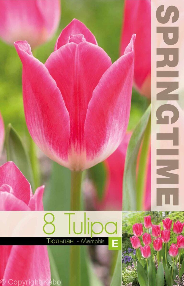 Tulipa Memphis - RB