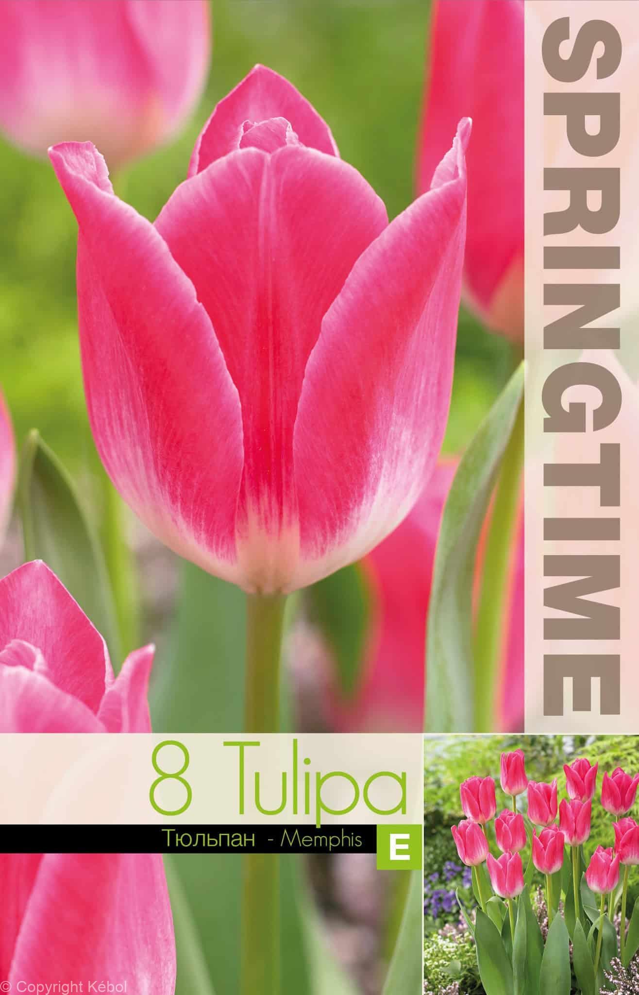 Tulipa Memphis - RB