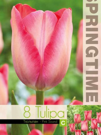 Tulipa Pink Sound - RB