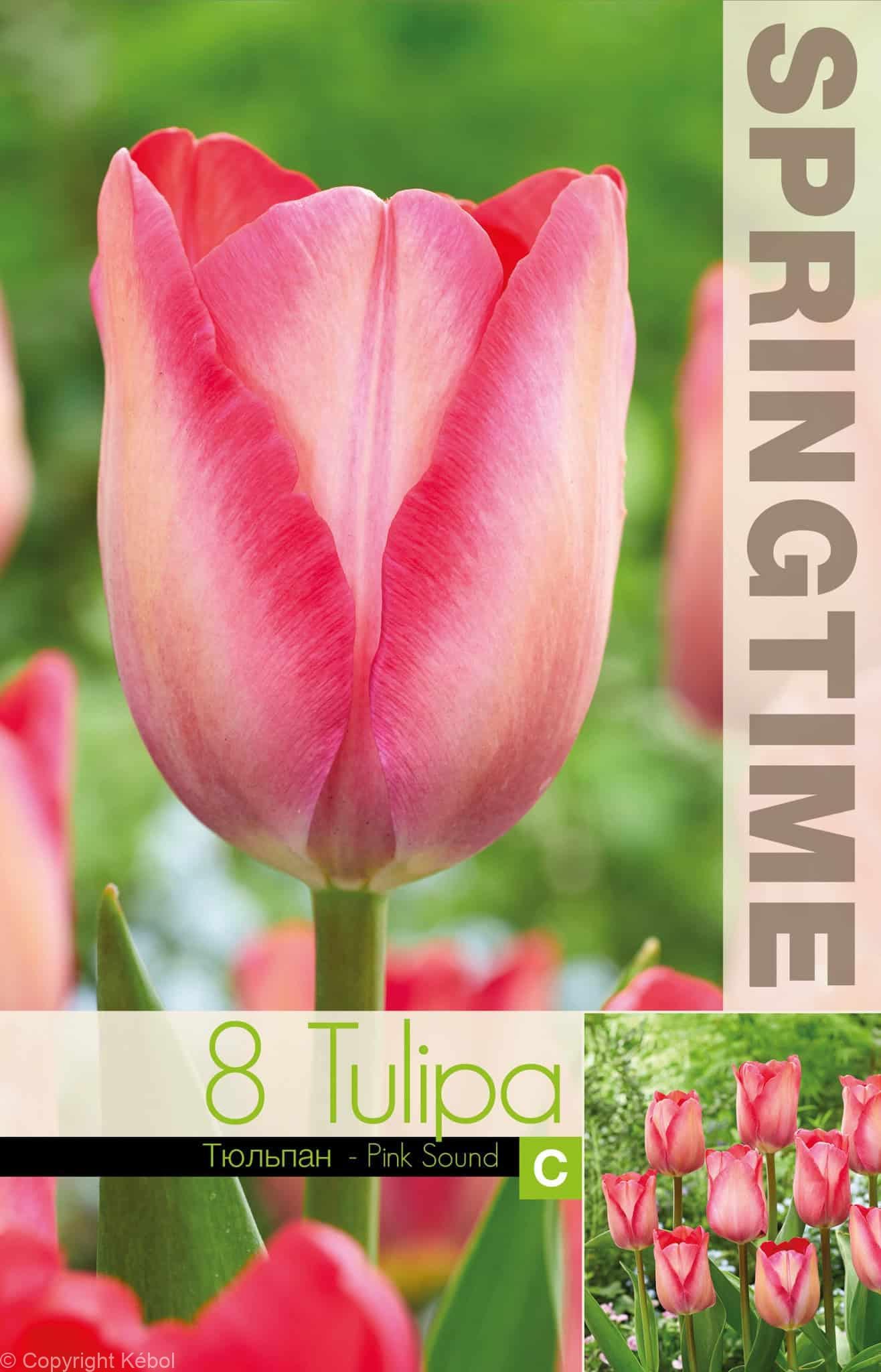 Tulipa Pink Sound - RB