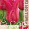Tulipa Queen Rania - RB