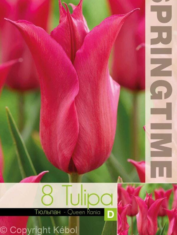 Tulipa Queen Rania - RB