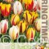 Tulipa Rembrandt Mixed - RB