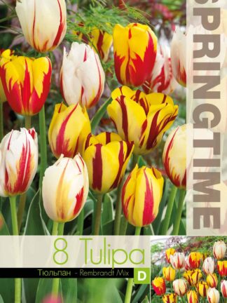 Tulipa Rembrandt Mixed - RB