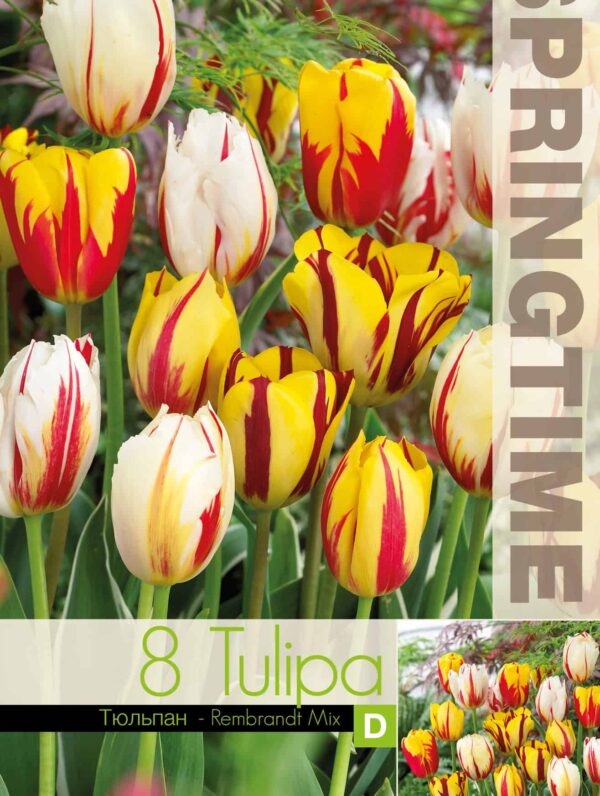 Tulipa Rembrandt Mixed - RB
