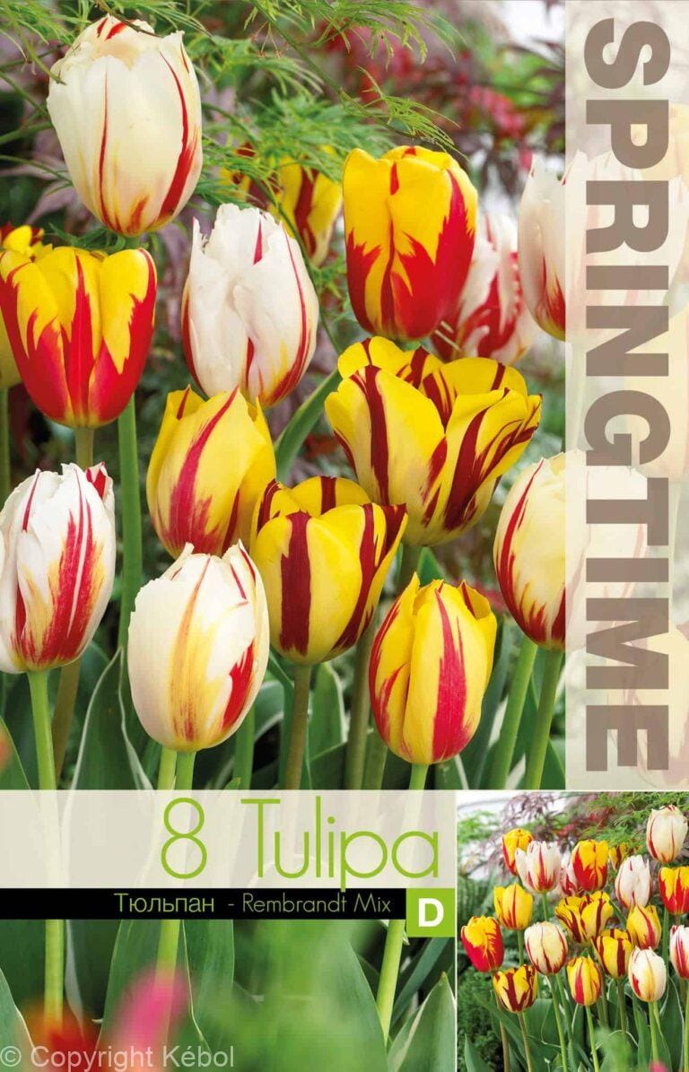 Tulipa Rembrandt Mixed - RB