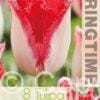 Tulipa Sweet Paradise - RB
