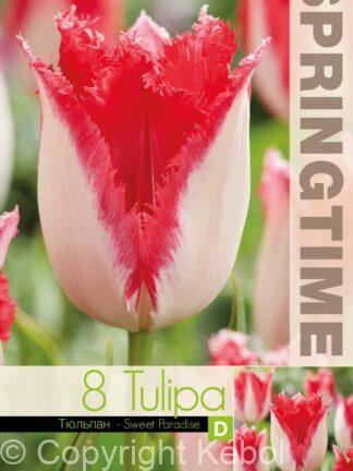 Tulipa Sweet Paradise - RB