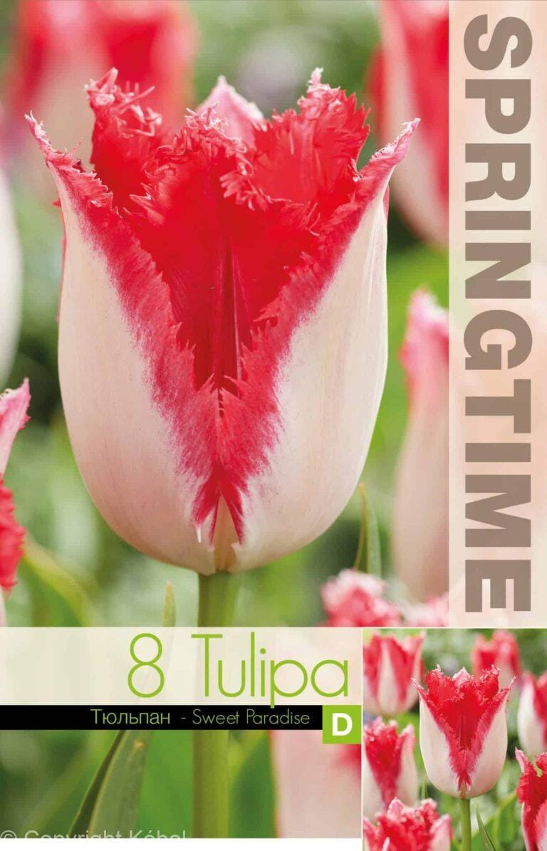 Tulipa Sweet Paradise - RB
