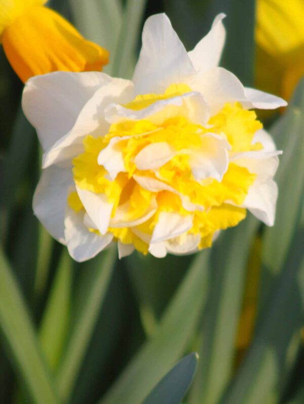 Narcissus Full House