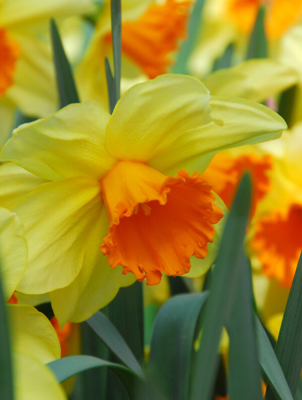 Narcissus Loveday