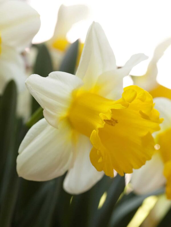 Narcissus Ice Follies